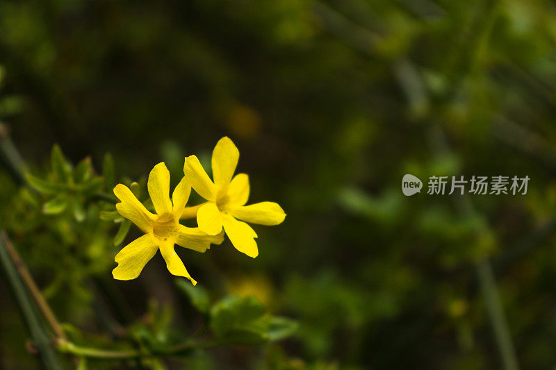 两朵盛开的茉莉花