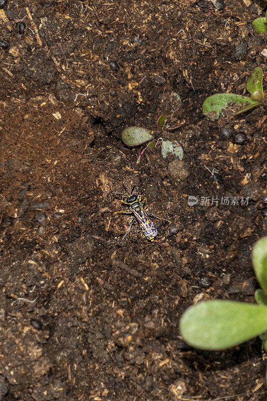 正在挖洞的普通蜂蜂(三角蜂)