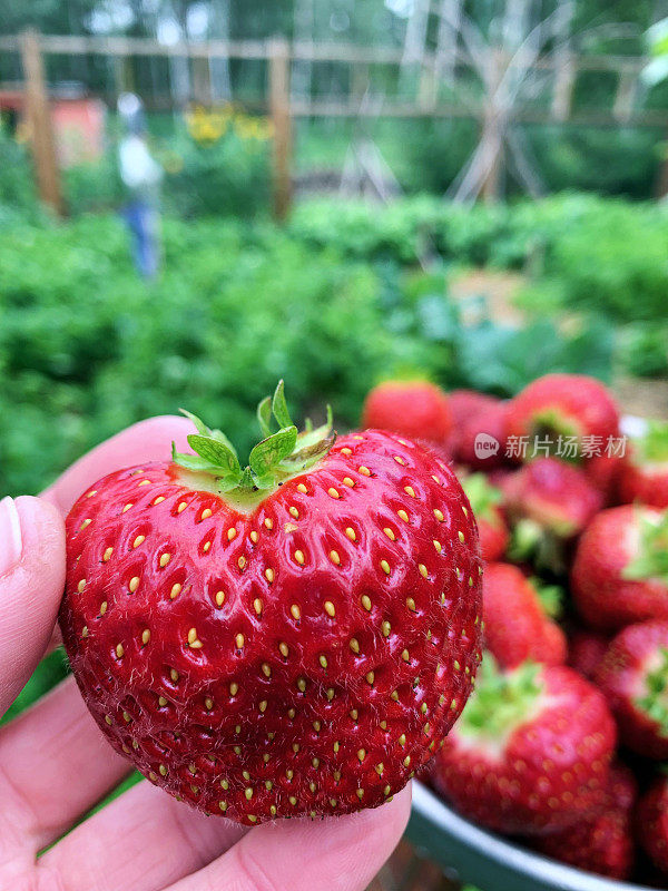 有机，新鲜和多汁的红草莓从我的乡村花园