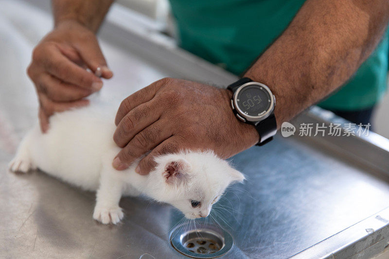 兽医照顾可爱的小猫
