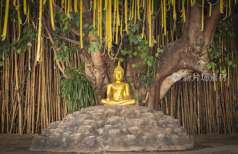 泰国清迈潘涛寺的竹墙金佛。