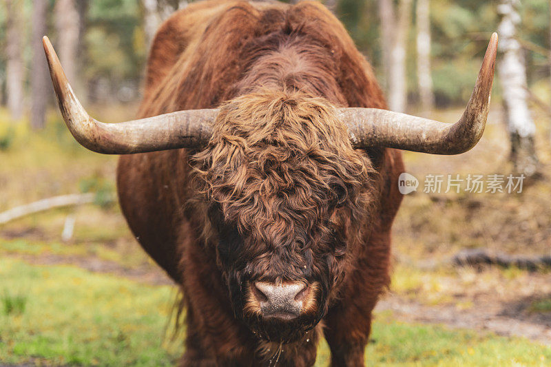 苏格兰高地牛属自然保护区