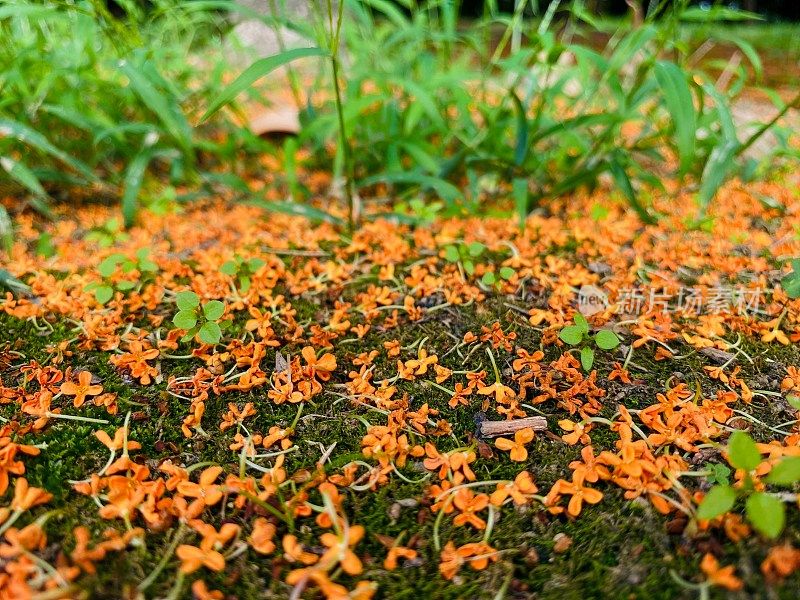 美丽的桂花在江苏，中国