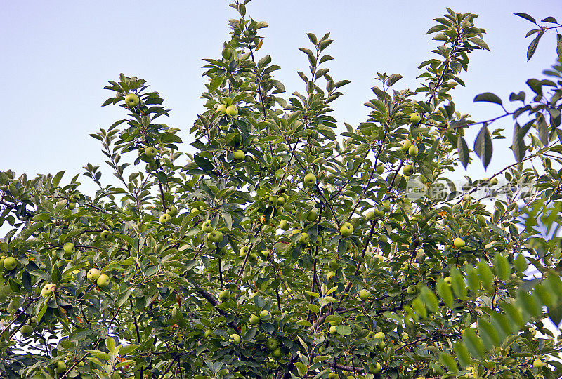 青苹果挂在树枝上