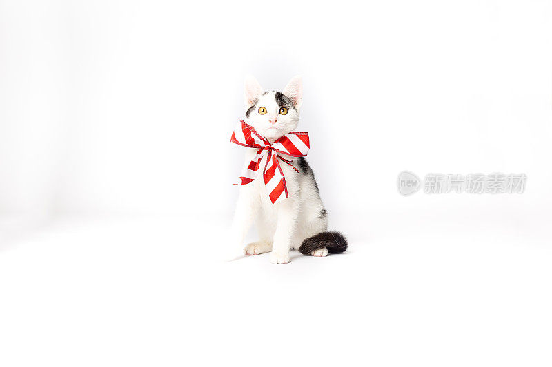 黑白相间的小猫戴着拐杖糖蝴蝶结