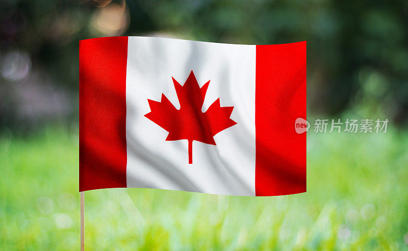 绿色背景上飘扬的加拿大国旗。