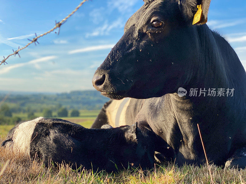 拉肯维尔德奶牛分娩