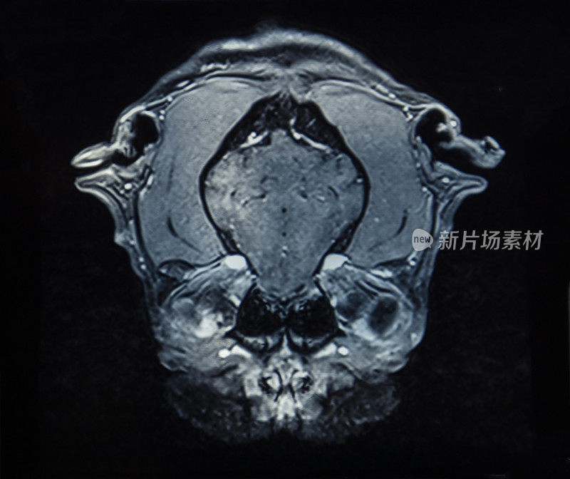 狗的头部核磁共振扫描