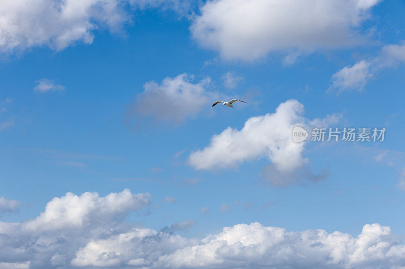 在德国北海一个美妙的多云天空中拍摄的一只飞翔的海鸥