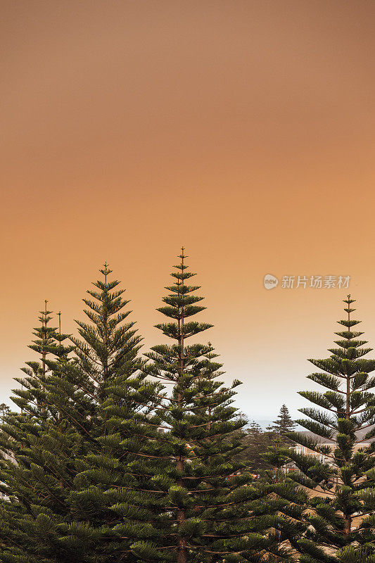澳大利亚森林大火期间的橙色烟雾