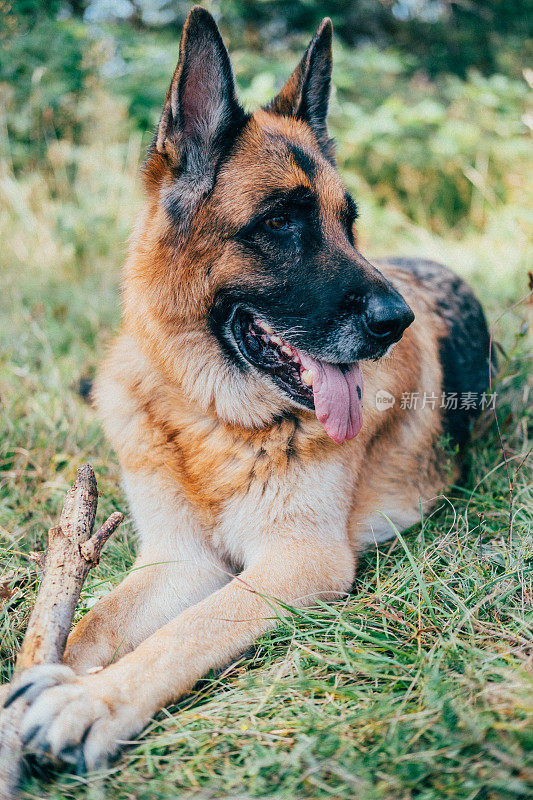 德国牧羊犬躺在草地上的肖像