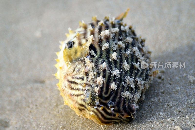 海滩上死去的河豚鱼