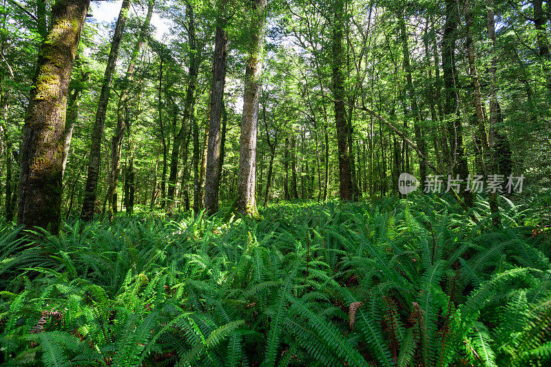 茂密的蕨类和苔藓森林的开普勒轨道