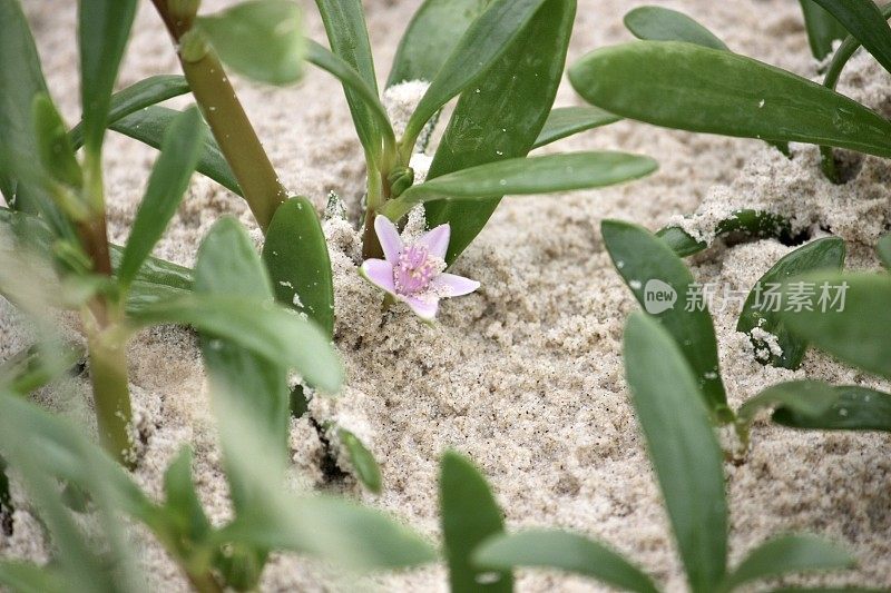 开花海马齿苋