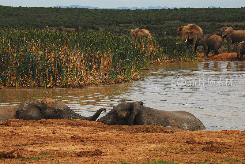 非洲——一群野生大象正在进行泥浴的特写镜头