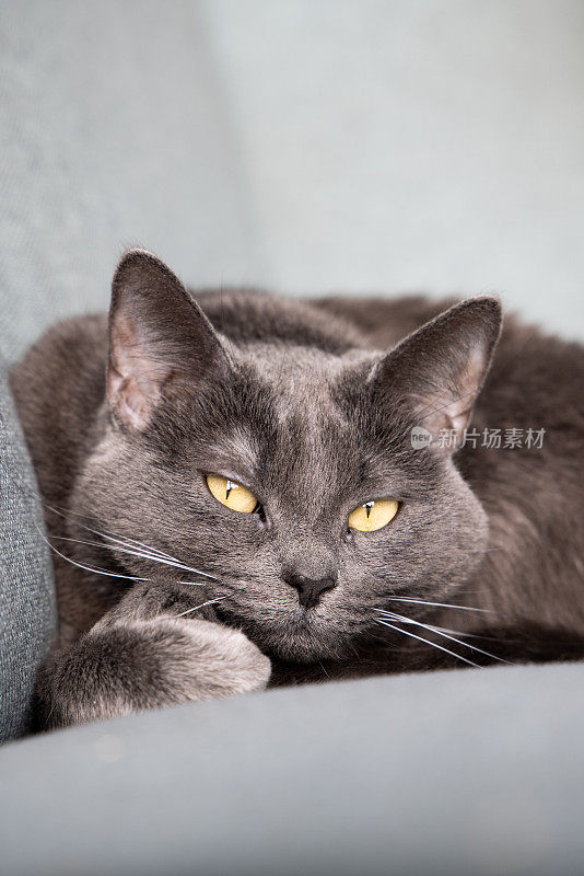 懒惰的俄罗斯蓝猫躺在沙发上休息。