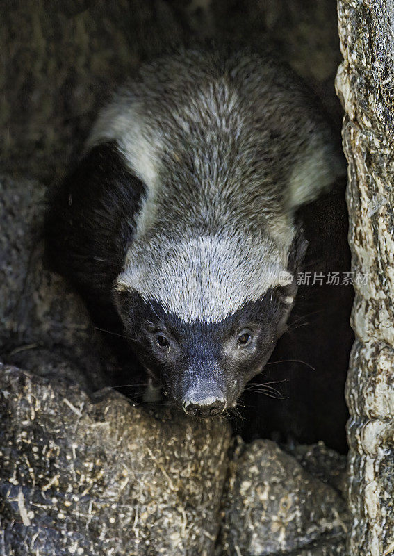 蜜獾或鼠獾，从树上爬出来，米莉沃娜capensis，丘比国家公园的萨乌特地区，博茨瓦纳，食肉目，鼬科，罕见。从树上出来，带着蜂箱和蜜蜂。