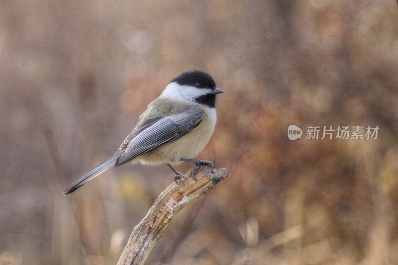 树枝上的黑顶山雀。