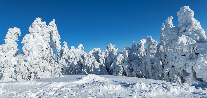 德国萨克索-安哈尔特哈尔茨山布罗肯山上的树木被雪覆盖