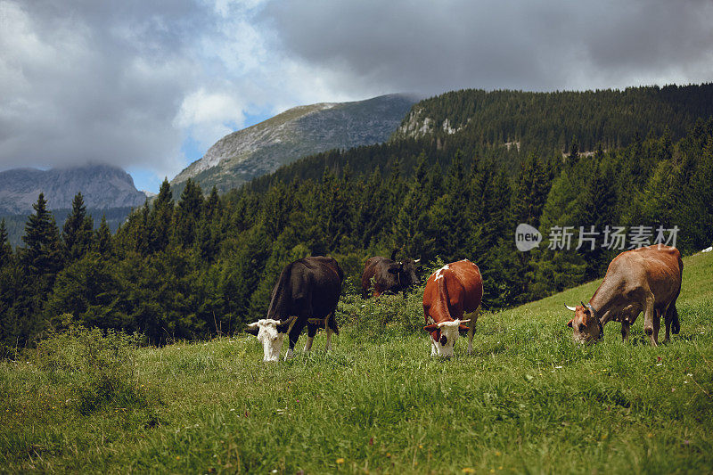 在高山山坡上吃草的牛