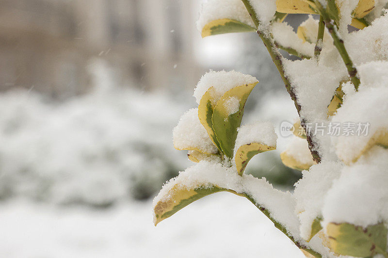 树枝上的雪