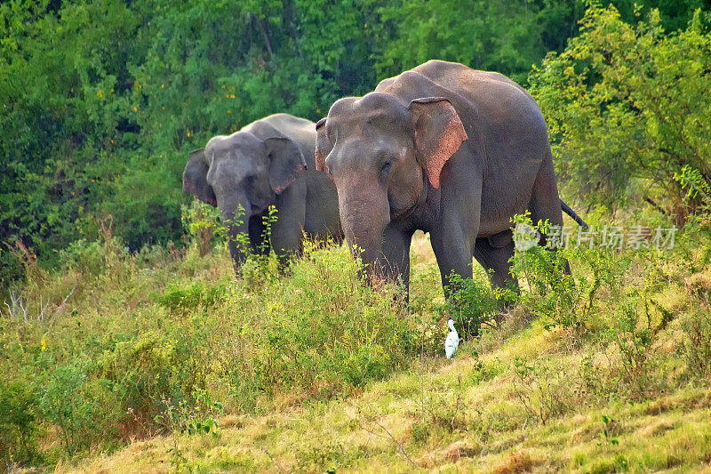 斯里兰卡大象，卡杜拉国家公园，斯里兰卡