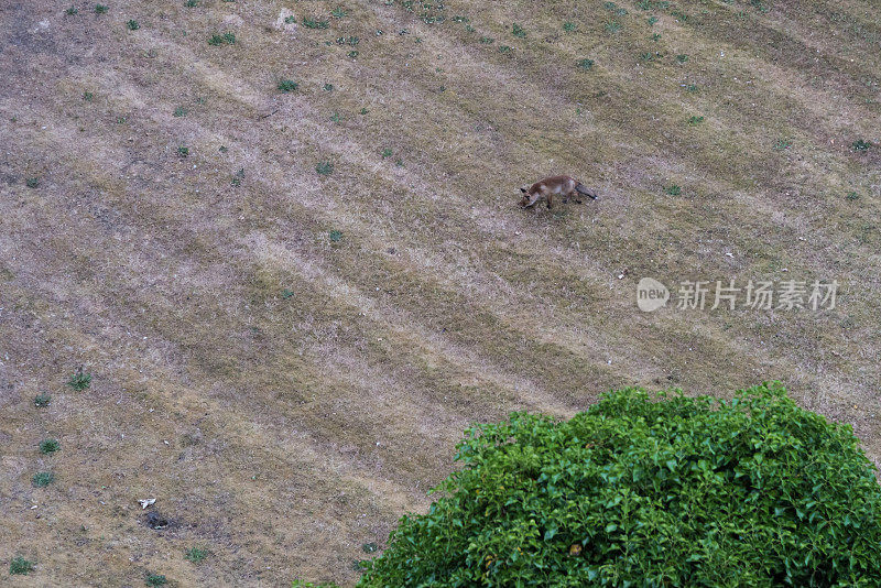 这只沙丘狐住在海牙的花园里