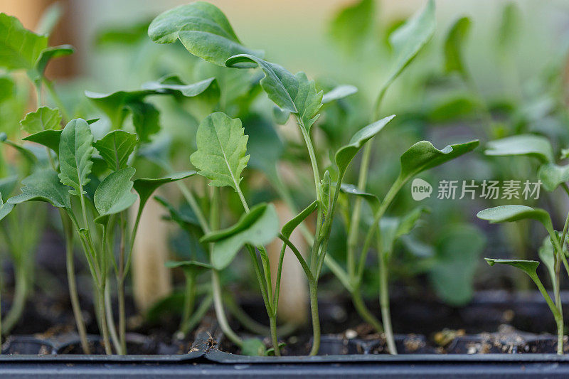 西兰花-芸苔菜蔬菜开始，在室内，种植种子发芽的子叶，叶关闭