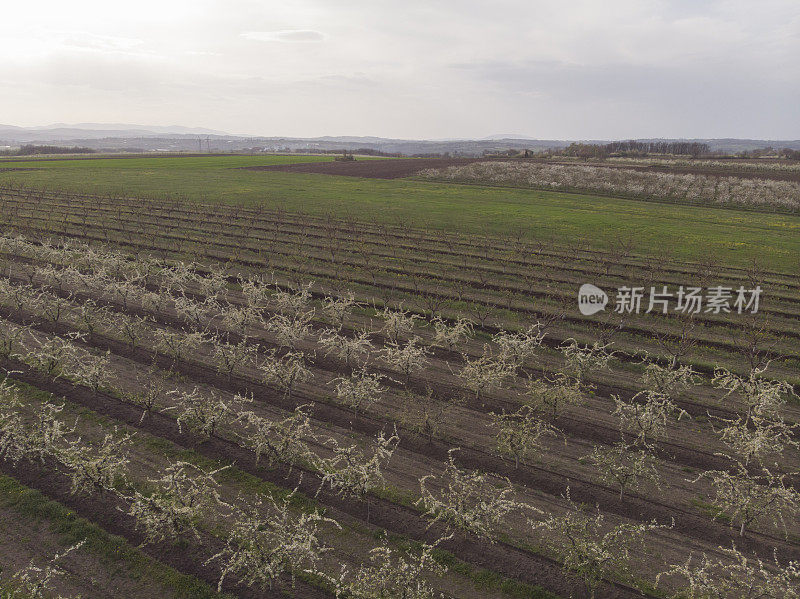 在早春的果园里开花的树。鸟瞰图