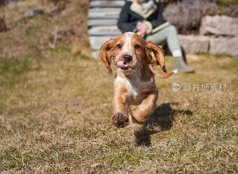 挪威奥斯陆，一只正在工作的可卡犬奔向摄像机