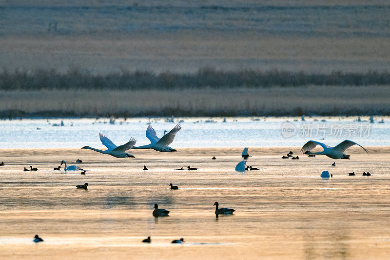 在Freezeout湖野生动物管理区迁徙聚集点上空，号手天鹅低空飞翔