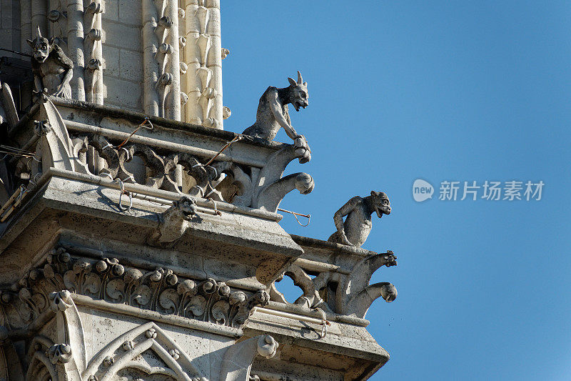 巴黎圣母院的近距离滴水嘴在蓝天的背景在法国巴黎