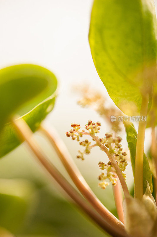 春园卑尔根的初芽