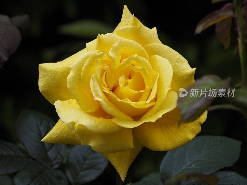 春天的黄玫瑰