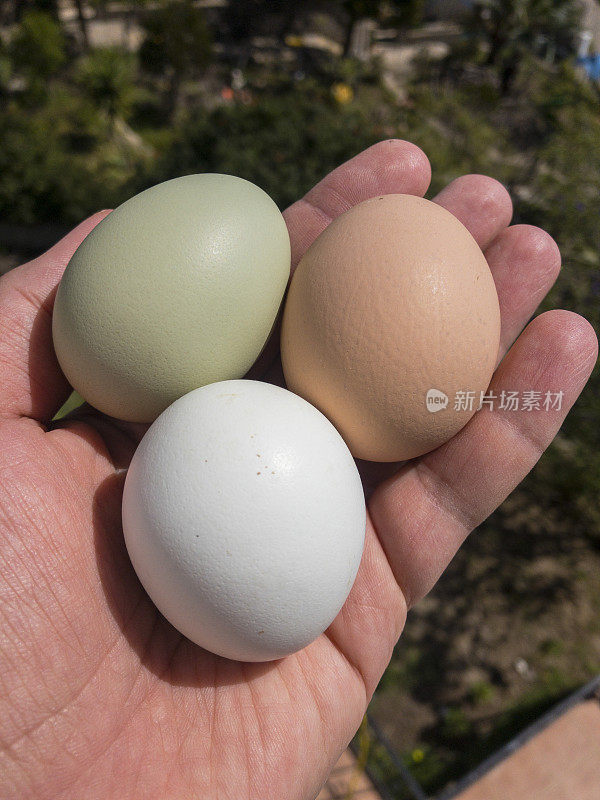 人的手拿着三个天然的彩色鸡蛋。