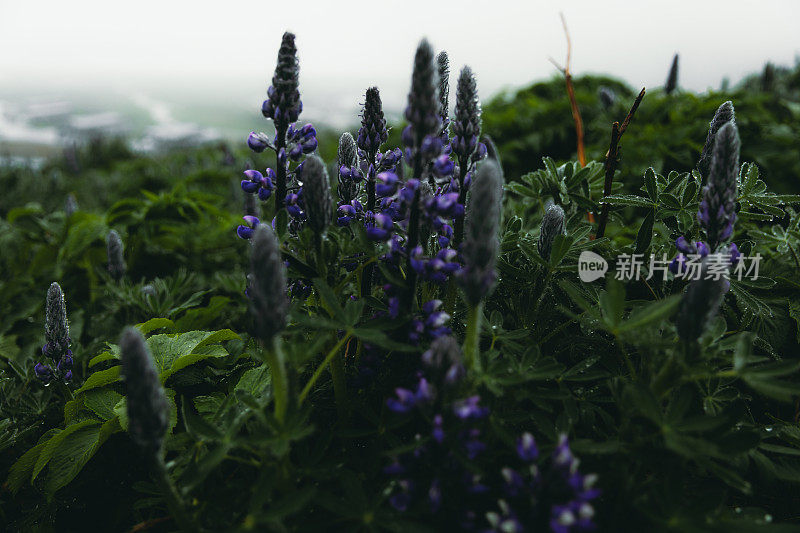 在多愁善感的夏日，羽扇豆花的田野