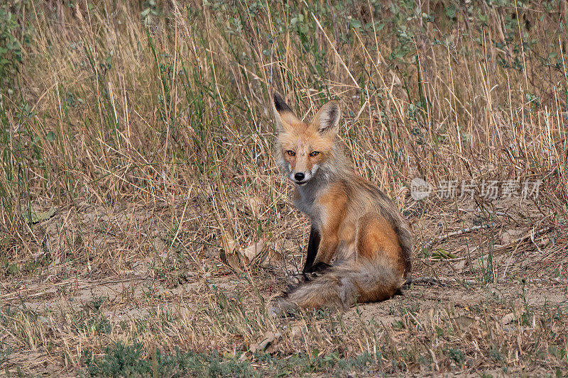 红狐狸夏天的毛坐起来很漂亮的姿势