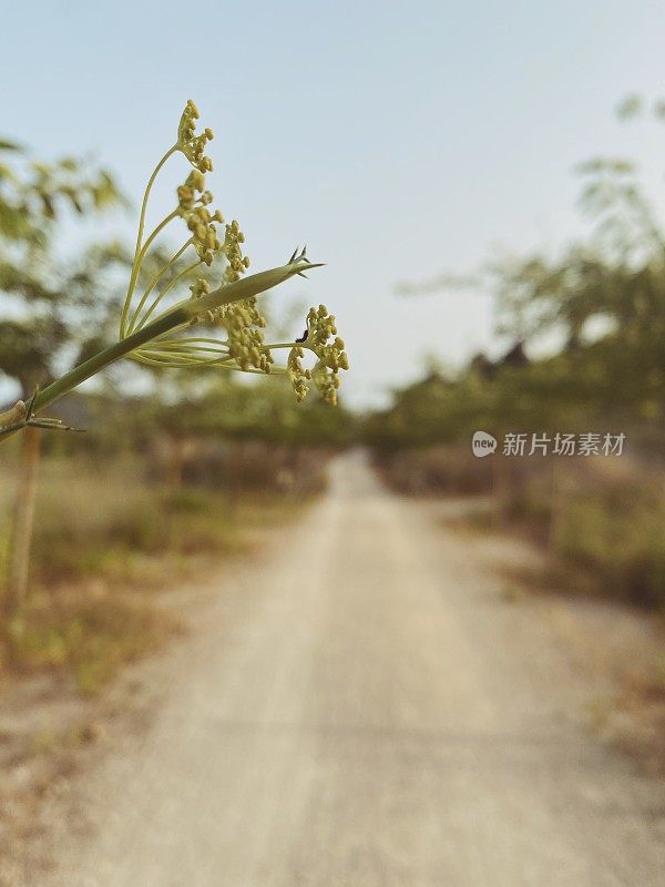 夏天漫步在绿路上