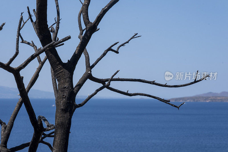 森林大火后烧焦的树枝在蓝天和大海的背景下