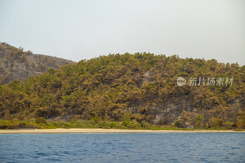 海岸森林大火之后