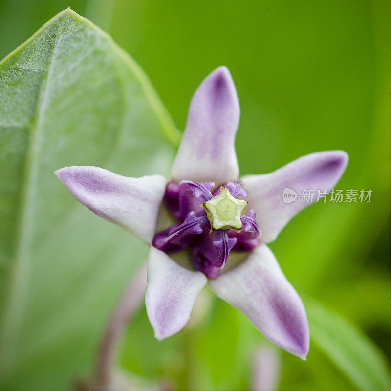 冠花，大叶菊