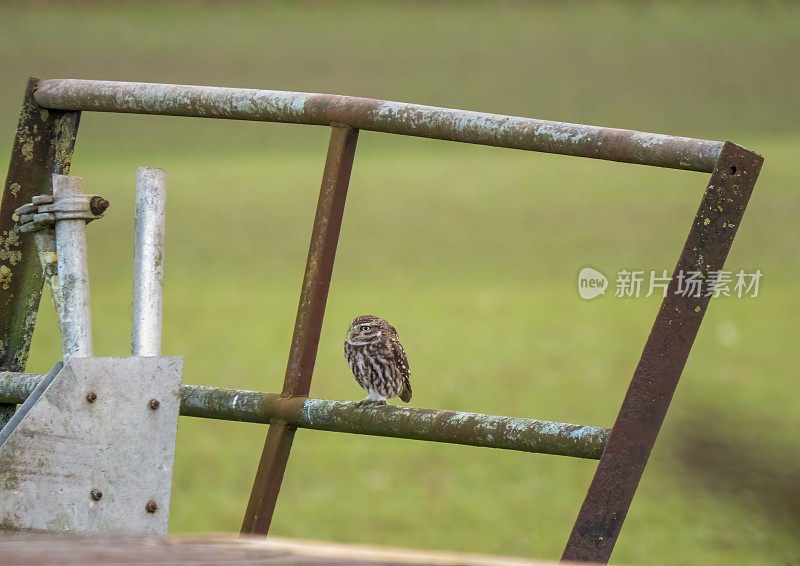 小猫头鹰