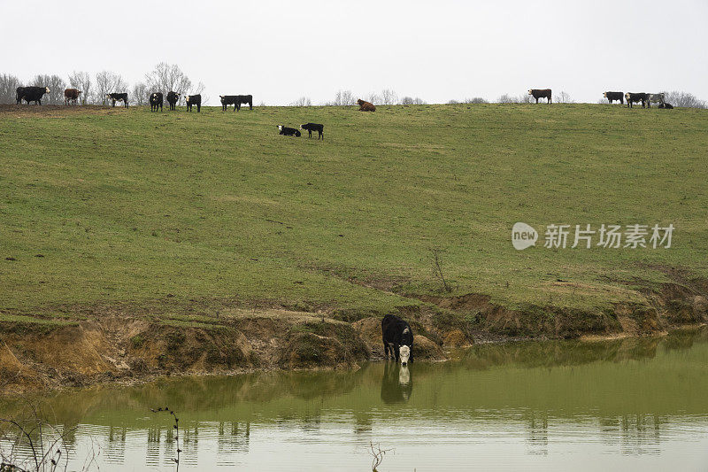 奶牛在农场的泻湖里喝水