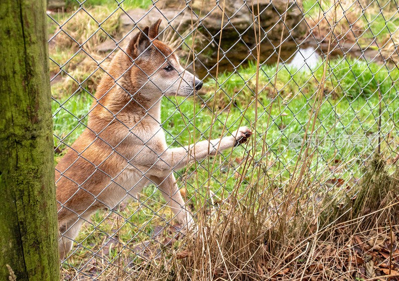 极度濒危的歌唱犬