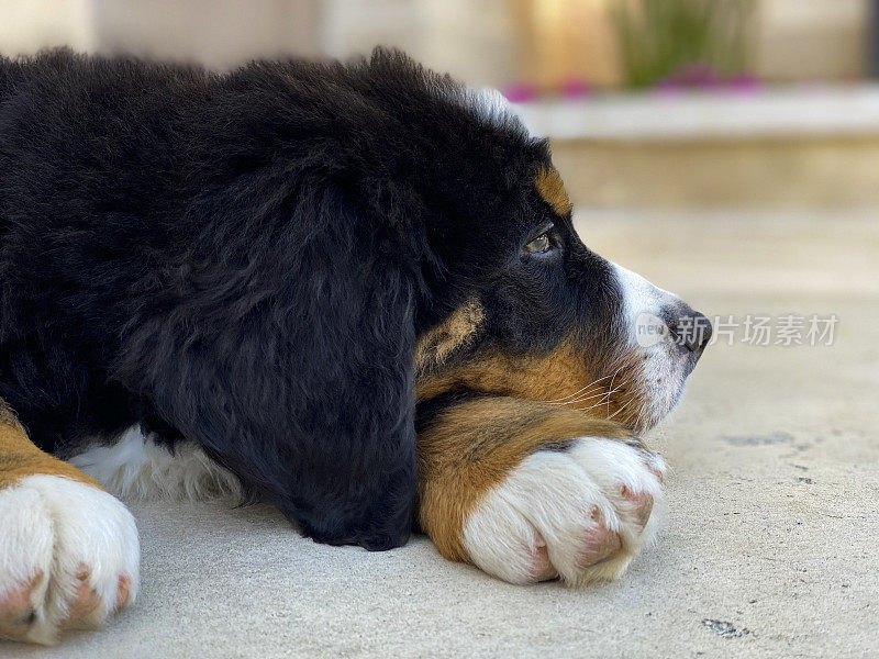 伯尔尼兹山犬