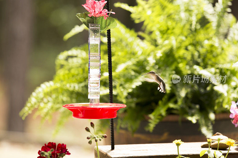 蜂鸟在春天觅食。