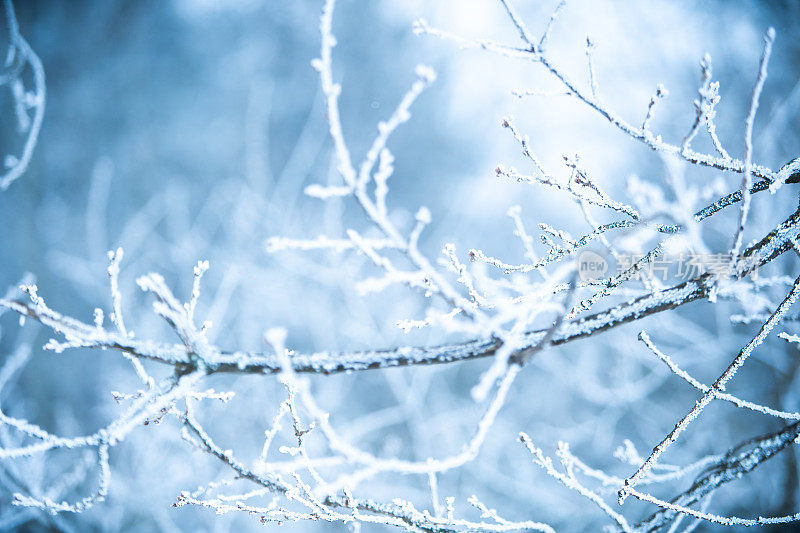 冬天的场景——冰冻的桦树树枝上覆盖着一层雪。树林里的冬天