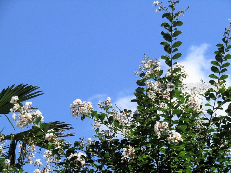 日本。九月的一个阳光明媚的夏日。印度丁香的白色花。