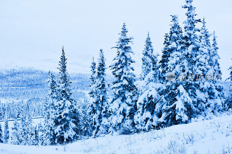 阿拉斯加树上的雪
