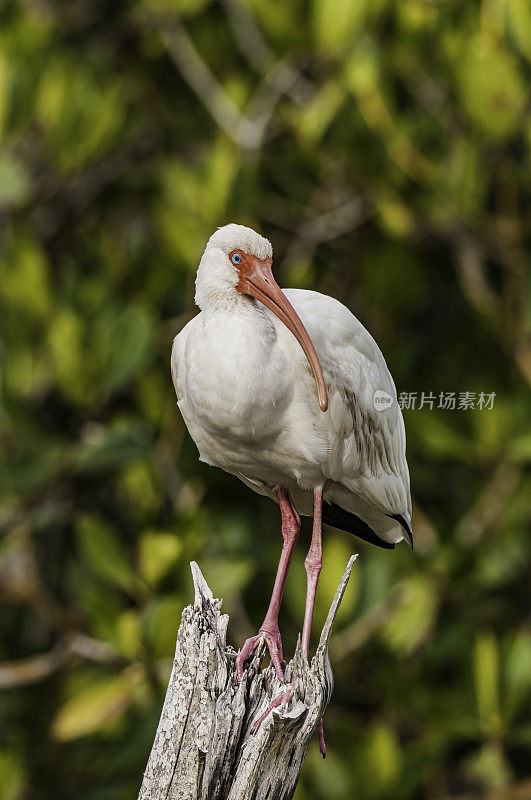 美国白鹮，白鹮，丁达林国家野生动物保护区，佛罗里达萨尼贝尔岛